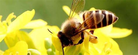 采蜜的蜜蜂摄影图__自然风景_自然景观_摄影图库_昵图网nipic.com