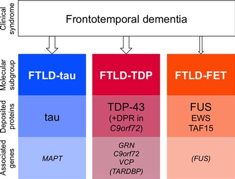 Amyotrophic lateral sclerosis and frontotemporal dementia: distinct and ...