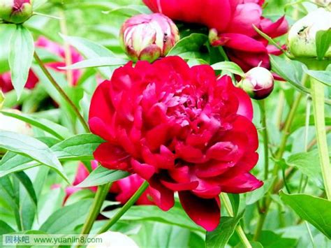 世界上10种最美丽的花-植物花卉_园林吧