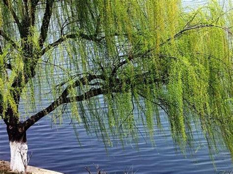 河边的垂柳怎么形容,风吹垂柳摆动的诗句,河边柳树的动静态描写_大山谷图库