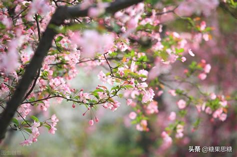 赞美春天花的优美句子,写一句话春天的花,描写春天花朵的句子_大山谷图库