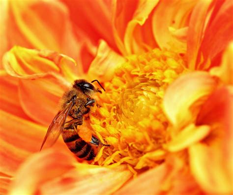 蜜蜂的习性有哪些？搞清楚蜜蜂的习性，养蜂时才能做到有的放矢！