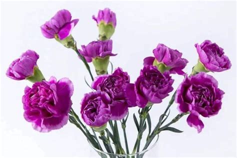紫色玫瑰花语和寓意(紫玫瑰不能随便送人)_金纳莱网