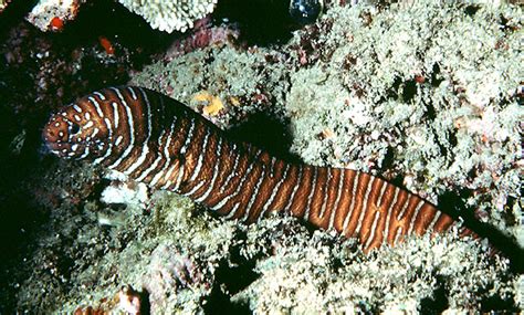 条纹裸海鳝(Gymnomuraena zebra) - 鱼类资料库