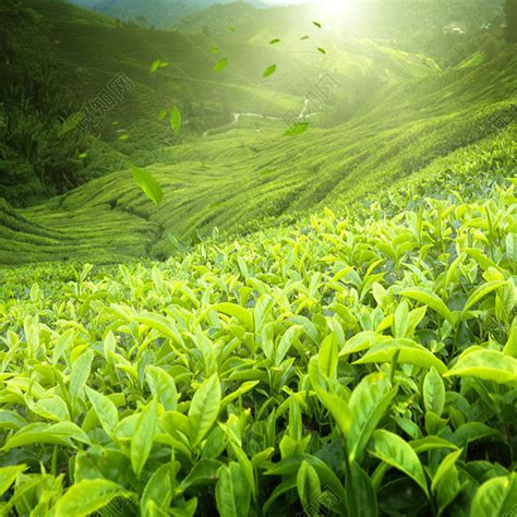 绿色茶图片