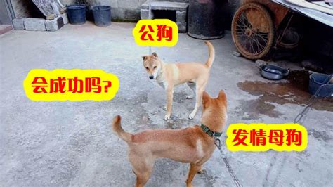 狗交配图图片