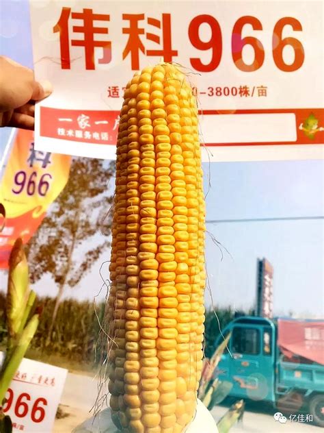 【抗性更好 产量更高】伟科966 - 玉米 - 河南亿佳和农业科技有限公司