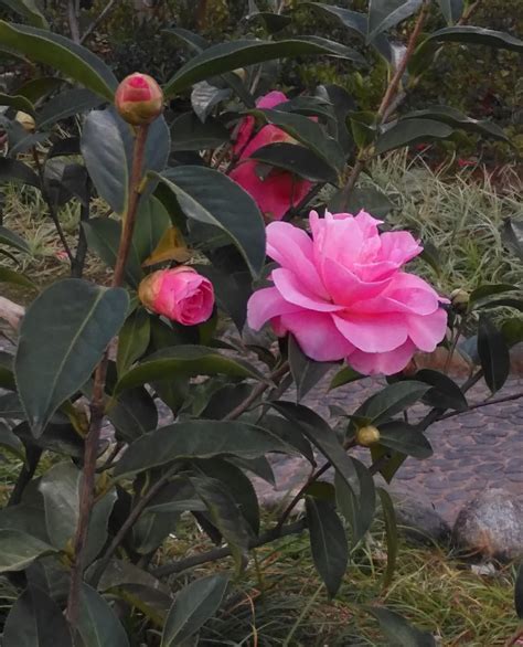 开屏新闻-昆明植物园山茶花竞相绽放，赏花正当时！