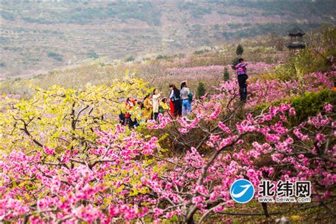 漫山遍野桃花开 踏青赏花正当时-北纬网（雅安新闻网）