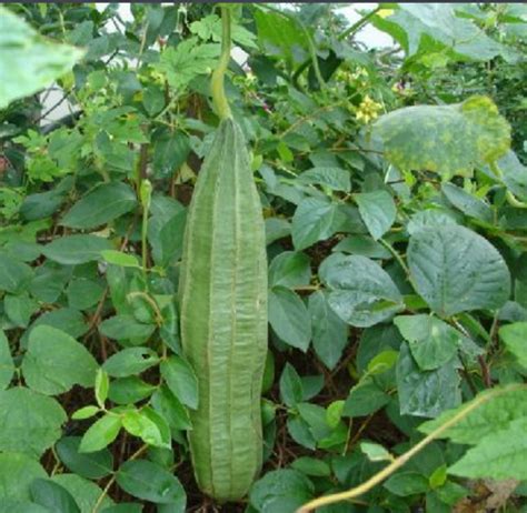 丝瓜图片 的图像结果