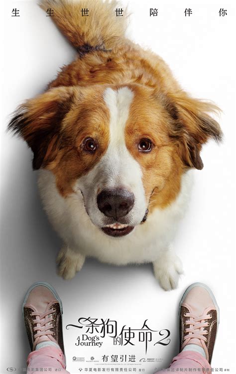 《一条狗的使命》曝光“陪伴版”海报_大豫网_腾讯网