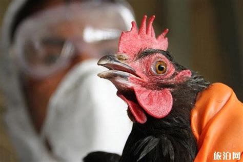 四川发生H5N6禽流感 会不会传染给人_旅泊网
