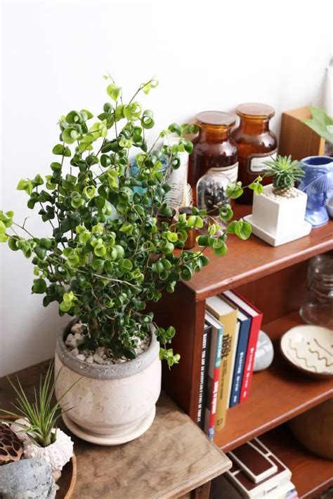 仿生花盆创意设计欣赏，新奇植物花卉种植器皿-优概念