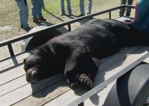 为控制数量 美国佛州20年来首次允许猎杀黑熊 - 神秘的地球 科学|自然|地理|探索