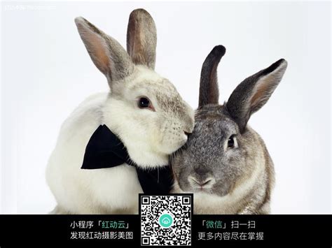 黑白兔子图片_黑白兔子素材_黑白兔子高清图片_摄图网图片下载