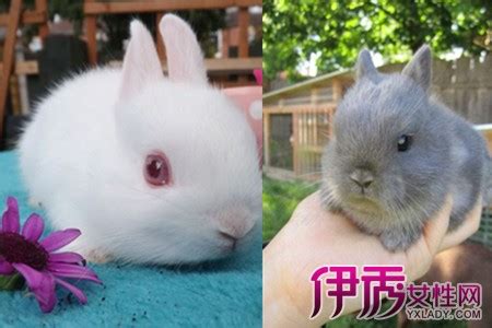 【宠物兔的寿命】【图】宠物兔的寿命知多少 正确饲养方法才能让它长寿健康_伊秀宠物|yxlady.com