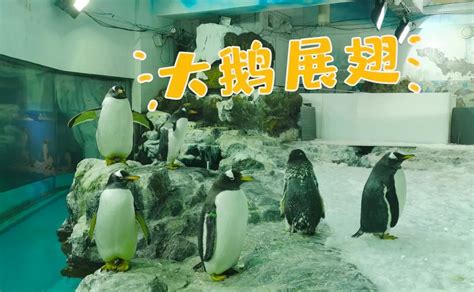 让人“买买买”的天河商圈成功繁育出三只南极小企鹅