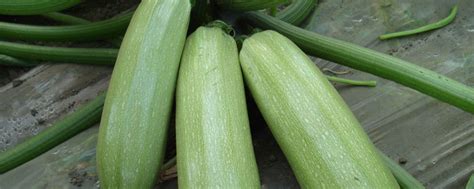 角瓜和西葫芦的区别，西葫芦的生长环境-农百科