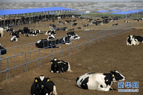 农业科技示范基地沙漠奶牛养殖显效益_商业西北频道_凤凰网
