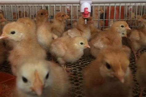 广东小型自动化养鸡设备行情「河南凤银牧业养殖设备供应」 - 杂志新闻