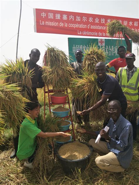 援塞内加尔第六期农业技术援助项目举行水稻种子收割仪式 - 公司新闻 - 袁隆平农业高科技股份有限公司