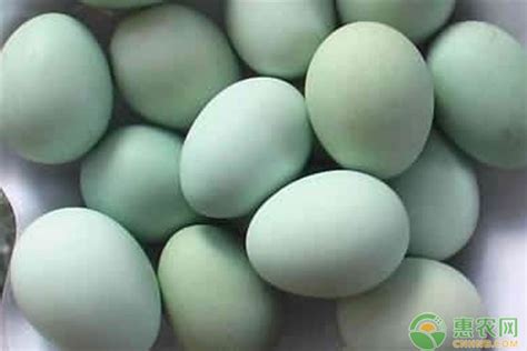 今日江苏鸭蛋最新价格：2020年8月23日江苏鸭蛋价格行情 - 畜小牧养殖网