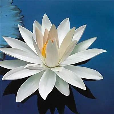好运气表情图片