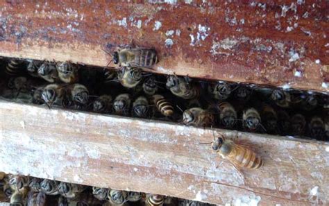 新手养蜂入门技术大全 - 新手养蜂 - 酷蜜蜂