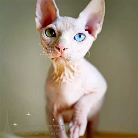 斯芬克斯猫(Sphynx)又称加拿大无毛猫体图片