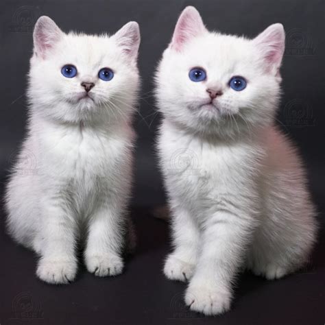 七叶英短猫舍英国短毛猫蓝白蓝猫宠物猫摄影图|摄影|宠物摄影|七叶英短猫舍 - 原创作品 - 站酷 (ZCOOL)