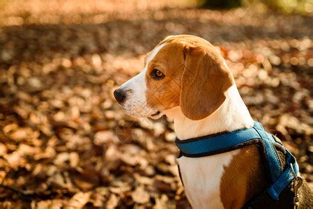 猎犬在阳光明媚的秋天森林里猎犬在寻找气味和听树林的声音猎犬概念高清图片下载-正版图片307254835-摄图网