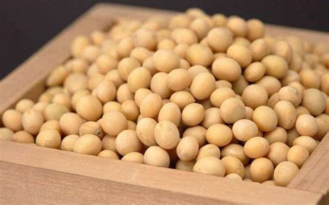 黑龙江黄豆价格是多少，最近会涨价吗，影响黄豆价格波动的因素有哪些呢？- 理财技巧_赢家财富网