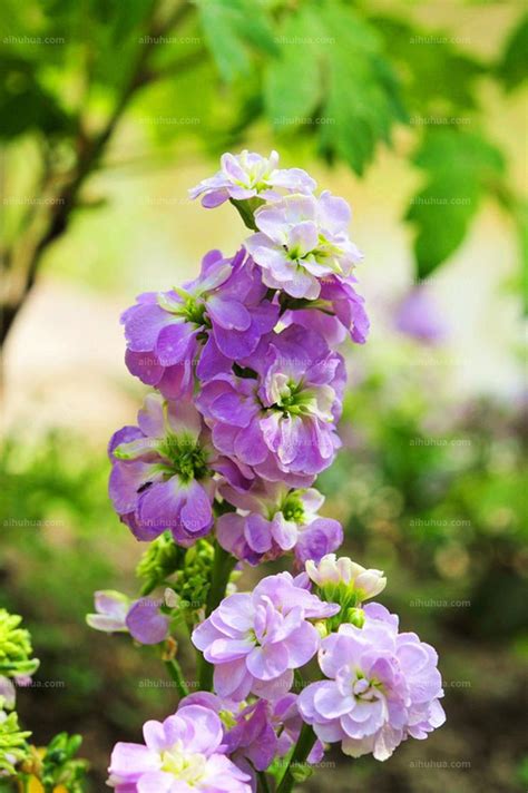 紫罗兰图片_风景花卉的紫罗兰图片大全 - 花卉网