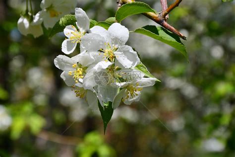 早春开花的苹果树开着鲜艳的白花高清图片下载-正版图片507372205-摄图网