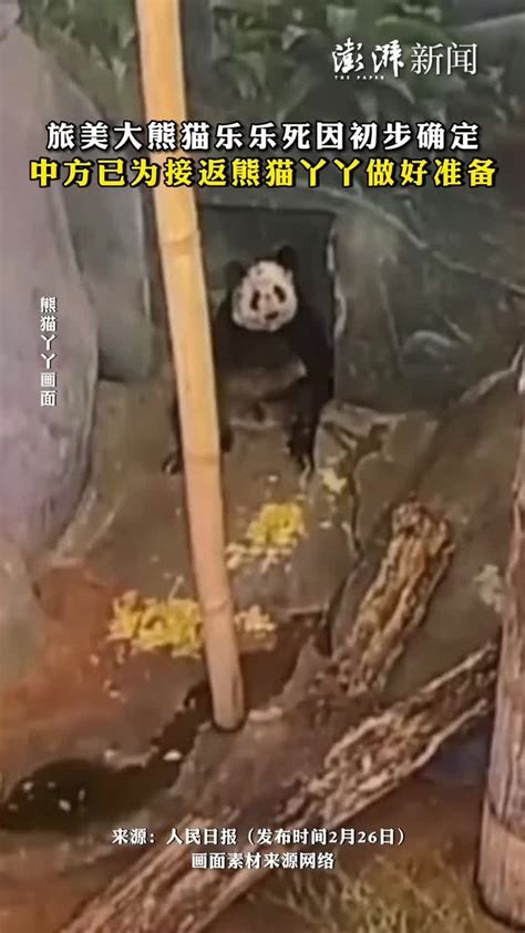 旅美大熊猫“宝宝”回国 美国人不开心了