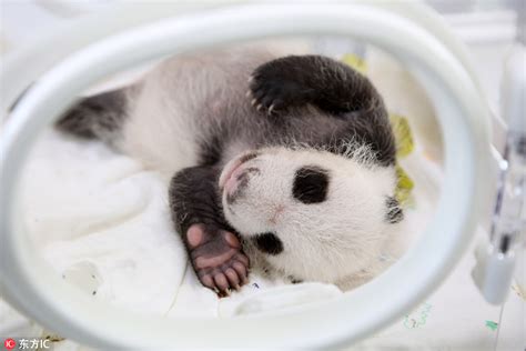 新生熊猫宝宝亮相 伸展四肢探头探脑萌哭了