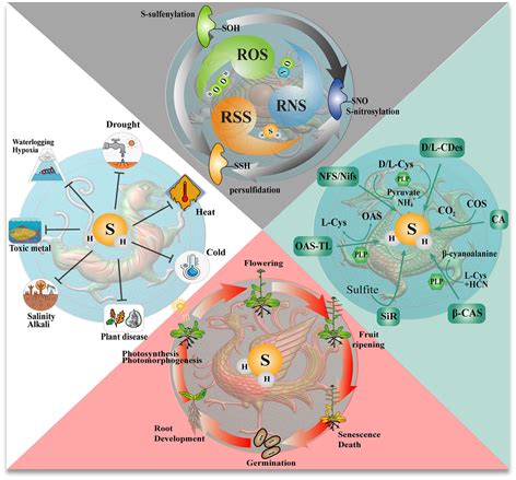 科学网—[转载]硫化氢 (H2S) 信号在植物发育和逆境反应中的作用（上） - 李楠的博文