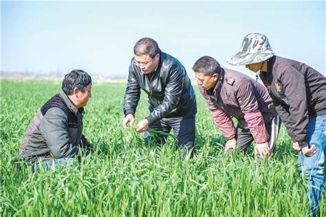农技指导促增收_滁州市人民政府