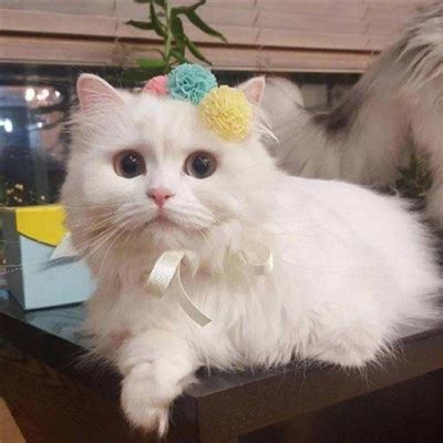 恶搞非主流猫头像
