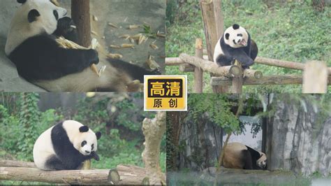 红山动物园这对大熊猫双胞胎4周岁啦_新华报业网