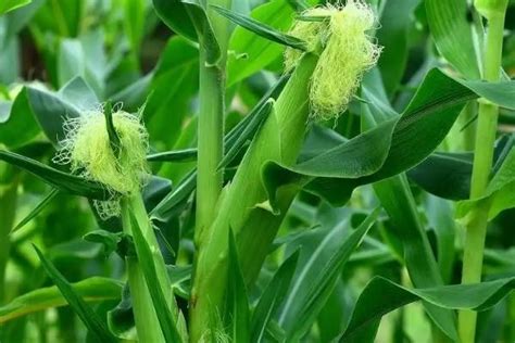 旺玉5号玉米种子简介，适宜播种期6月上中旬 - 农宝通