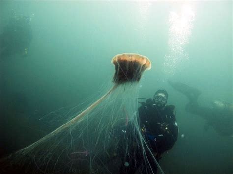 摄影师日本深海潜水遇罕见巨型野村水母 直径约1.5米|水母|日本_凤凰资讯