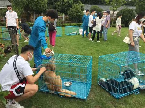 LOOK | 宠物友好艺术展 · 第45届上海领养日|新座|宠物|光合_新浪新闻