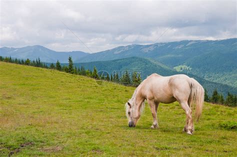 一匹美丽的白马在草原上放牧乌克高清图片下载-正版图片506293156-摄图网