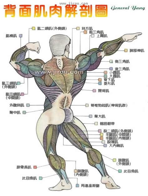 人体肌肉解剖图_肌肉网
