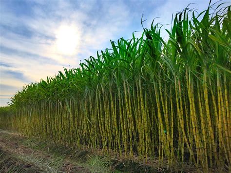 甘蔗高产栽培技术：选种是关键 - 广西首控生物科技