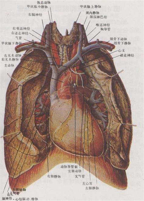 左心房与右心室解剖图-人体解剖图,_医学图库