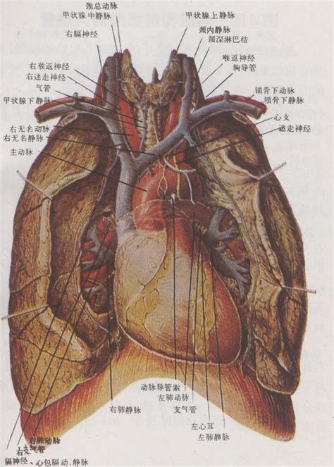 图2-35 不稳定型心绞痛+RCA PCI术(2)-血管铸型与造影图谱-医学