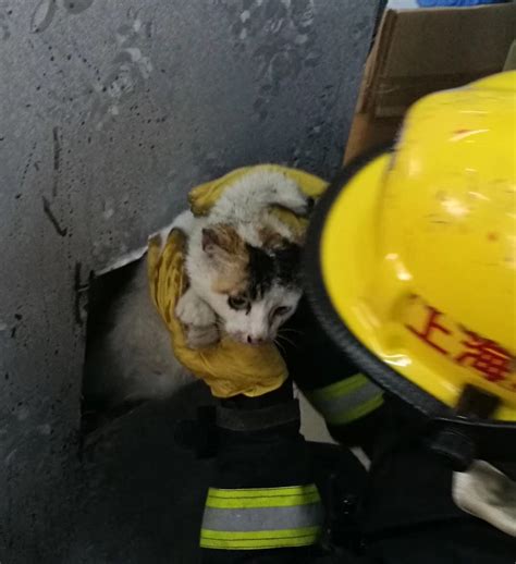 猫咪钻进墙柱内，消防破拆终救出