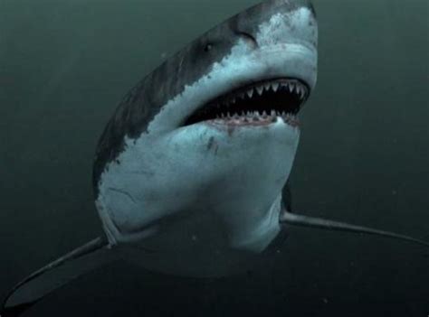 巨齿鲨真实尺寸揭秘：体长18米重48吨，鱼鳍和成人一样高|巨齿鲨_新浪新闻